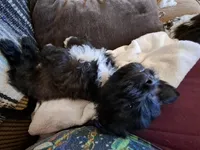 Little Bear, a female Shichon for sale in Latta, SC – Photo 3 of 6