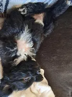 Little Bear, a female Shichon for sale in Latta, SC – Photo 4 of 6