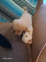 Winnie, a female Goldendoodle for sale in Latta, SC – Photo 5 of 5