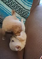 Winnie, a female Goldendoodle for sale in Latta, SC – Photo 3 of 5