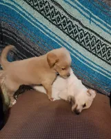 Winnie, a female Goldendoodle for sale in Latta, SC – Photo 4 of 5