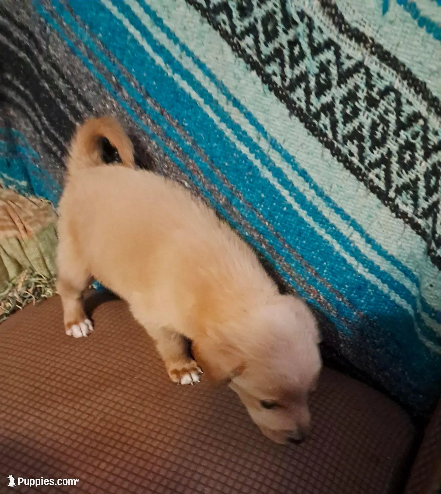 Winnie, a female Golden Retriever for sale in Latta, SC – 6 of 7