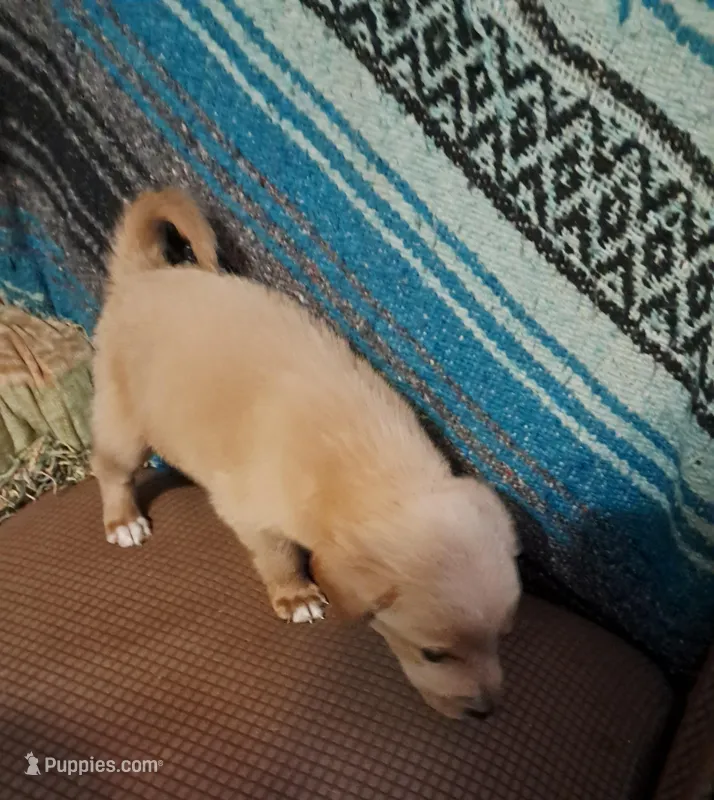 Winnie – Goldendoodle puppy for sale in Latta, SC