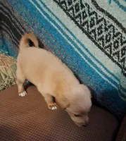 Winnie, a female Goldendoodle for sale in Latta, SC – Photo 1 of 5