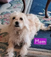 Rowdy, a male Bichon Frise and Chihuahua for sale in Latta, SC – Photo 5 of 6