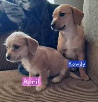 Rowdy, a male Bichon Frise and Chihuahua for sale in Latta, SC – Photo 3 of 6