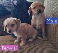 Rowdy, a male Bichon Frise and Chihuahua for sale in Latta, SC – Photo 4 of 6