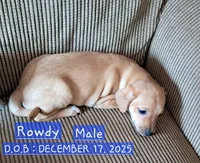 Rowdy, a male Bichon Frise and Chihuahua for sale in Latta, SC – Photo 1 of 6