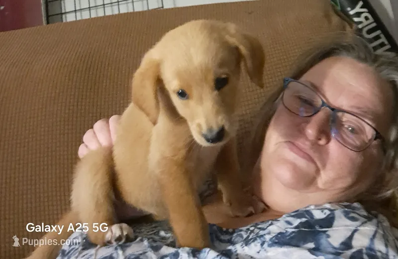 Winnie – Golden Retriever puppy for sale in Latta, SC