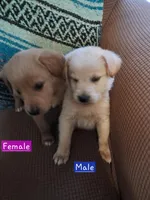 Pooh, a male Goldendoodle for sale in Latta, SC – Photo 2 of 6