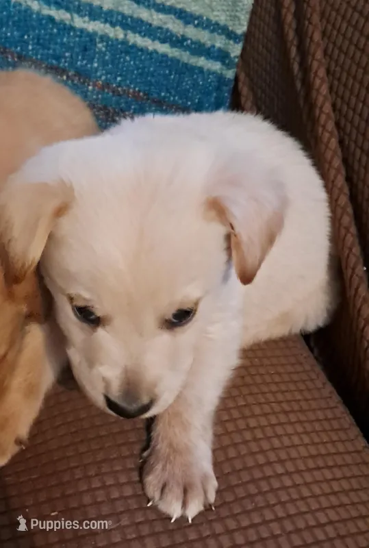 Pooh, a male Goldendoodle for sale in Latta, SC – Photo 1 of 6