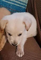 Pooh, a male Goldendoodle for sale in Latta, SC – Photo 1 of 6