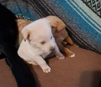 Pooh, a male Goldendoodle for sale in Latta, SC – Photo 3 of 6