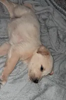 Pooh, a male Goldendoodle for sale in Latta, SC – Photo 5 of 6