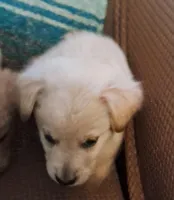 Pooh, a male Goldendoodle for sale in Latta, SC – Photo 4 of 6