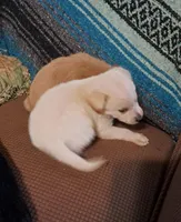 Pooh, a male Goldendoodle for sale in Latta, SC – Photo 6 of 6