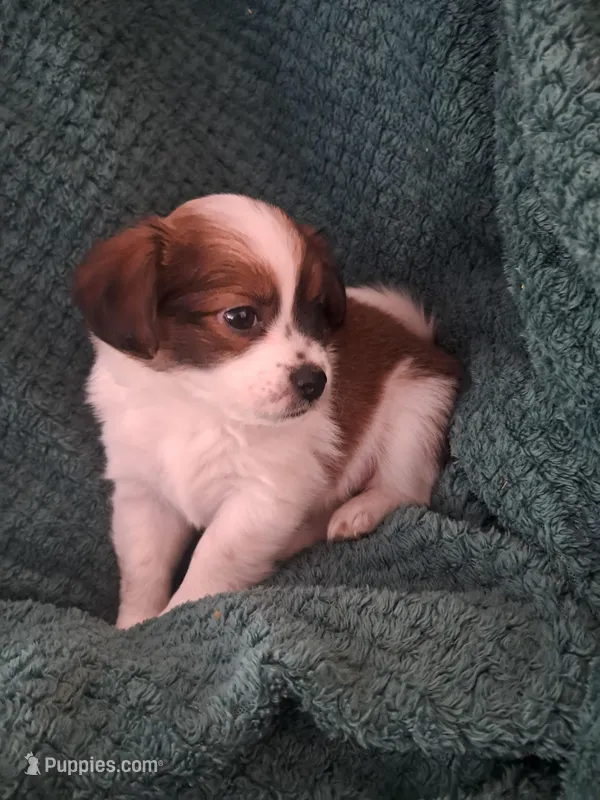 Cookie – Shichon puppy on hold in Latta, SC