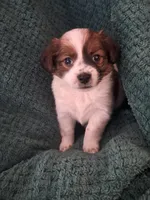 Cookie, a female Shichon for sale in Latta, SC – Photo 3 of 7