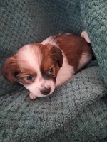 Cookie, a female Shichon for sale in Latta, SC – Photo 2 of 7