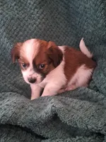 Cookie, a female Shichon for sale in Latta, SC – Photo 5 of 7