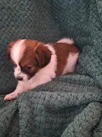 Cookie, a female Shichon for sale in Latta, SC – Photo 4 of 7