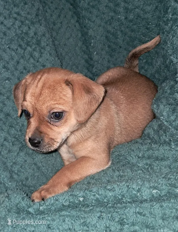 Tater Tot – Chihuahua, Shichon puppy for sale in Latta, SC