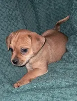 Tater Tot, a female Chihuahua and Shichon for sale in Latta, SC – Photo 1 of 7