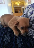Tater Tot, a female Chihuahua and Shichon for sale in Latta, SC – Photo 5 of 7