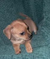 Tater Tot, a female Chihuahua and Shichon for sale in Latta, SC – Photo 2 of 7