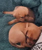 Tater Tot, a female Chihuahua and Shichon for sale in Latta, SC – Photo 7 of 7