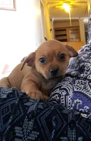 Tater Tot, a female Chihuahua and Shichon for sale in Latta, SC – Photo 4 of 7