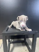 Luka, a male American Bully for sale in Murfreesboro, TN – 2 of 4