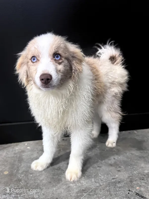 Gunner – Pomsky puppy for sale in Murfreesboro, TN