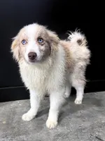Gunner, a male Pomsky for sale in Murfreesboro, TN – 1 of 1