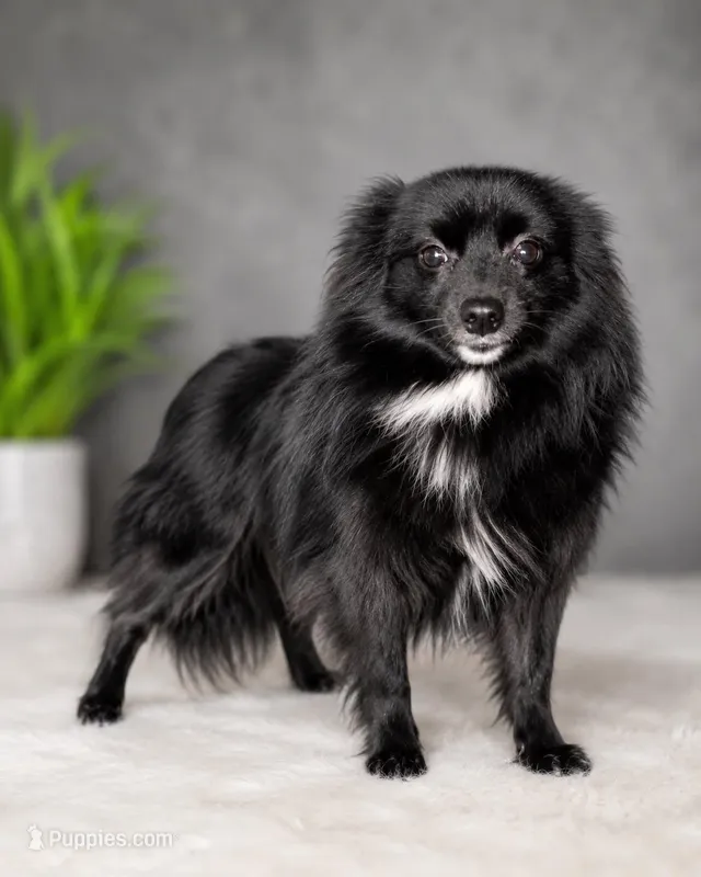 Shadow – Pomeranian puppy for sale in Murfreesboro, TN