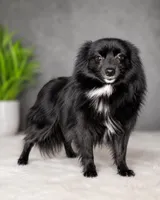Shadow, a male Pomeranian for sale in Murfreesboro, TN – 1 of 1