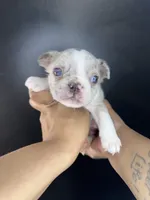 Sassy , a female French Bulldog for sale in Murfreesboro, TN – 2 of 3
