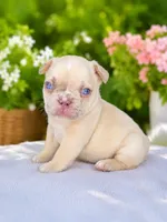 Parker, a male French Bulldog for sale in Murfreesboro, TN – 5 of 5