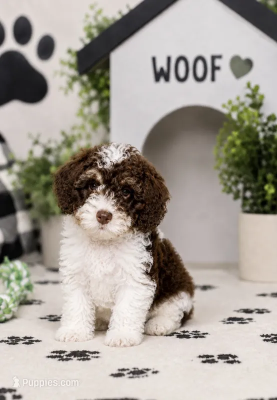 Remington – Yorkipoo puppy for sale in Murfreesboro, TN