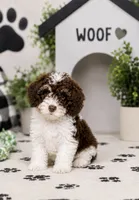 Remington, a male Yorkipoo for sale in Murfreesboro, TN – 1 of 3
