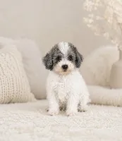 Amigo, a male Poodle - Toy  for sale in Murfreesboro, TN – 2 of 4
