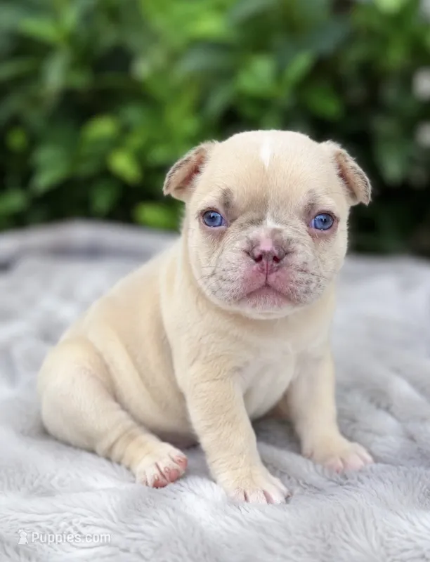Parker – French Bulldog puppy for sale in Murfreesboro, TN