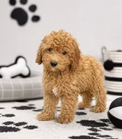 Cin, a male Miniature Goldendoodle for sale in Murfreesboro, TN – 1 of 2
