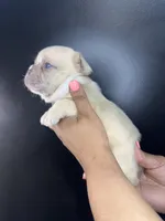 Parker, a male French Bulldog for sale in Murfreesboro, TN – 3 of 5