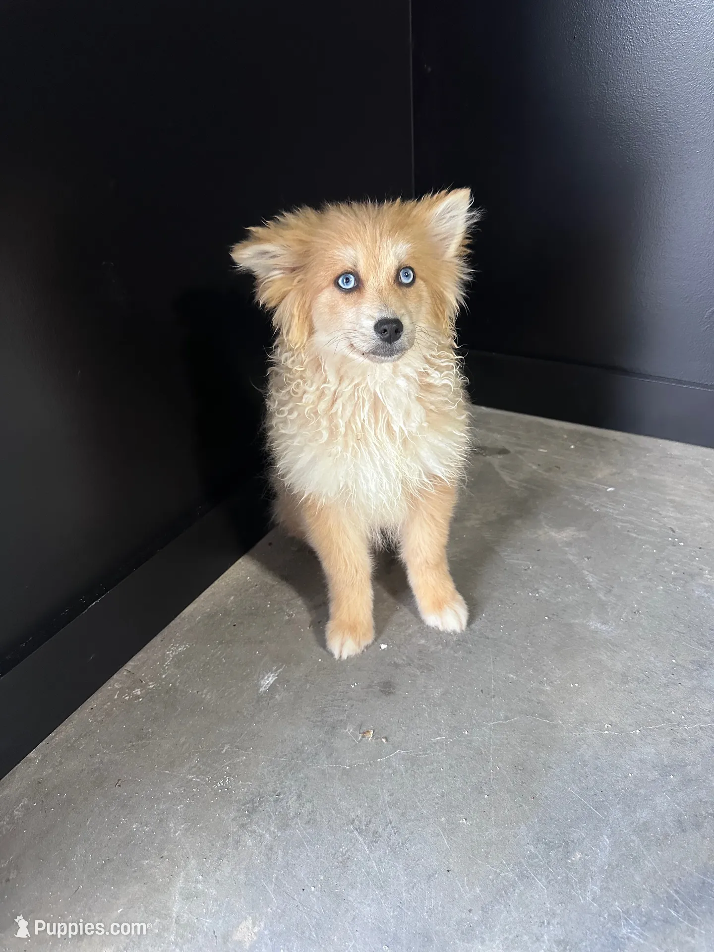 Maddox, a male Pomsky for sale in Murfreesboro, TN – 4 of 5