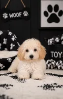 Butter, a male Poochon for sale in Murfreesboro, TN – 2 of 2