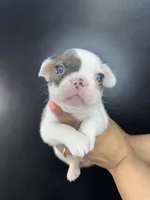 Poncho, a male French Bulldog for sale in Murfreesboro, TN – 2 of 5