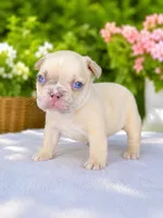 Parker, a male French Bulldog for sale in Murfreesboro, TN – 1 of 5
