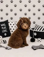 Choco , a male Yorkipoo for sale in Murfreesboro, TN – 2 of 4