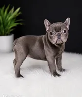 Wavey , a male French Bulldog for sale in Murfreesboro, TN – 3 of 3